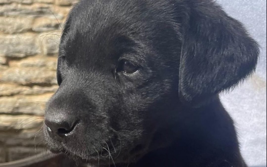 Elton Blog #29 – Top Of The Pups
