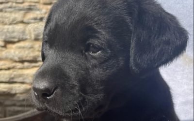 Elton Blog #29 – Top Of The Pups