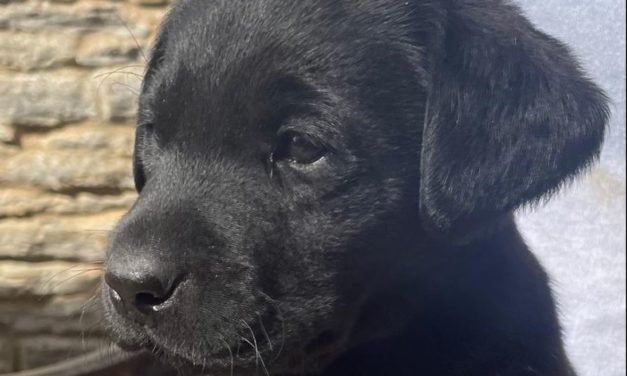 Elton Blog #29 – Top Of The Pups