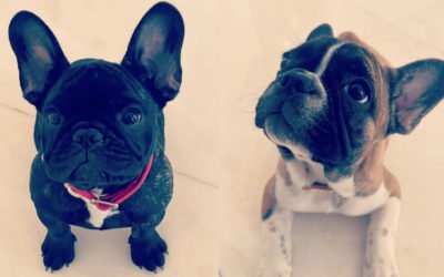 Elton Blog #35 – Tell Me What The Papers Say