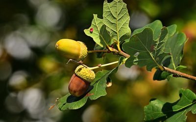 Elton Blog #37 – Angel Tree